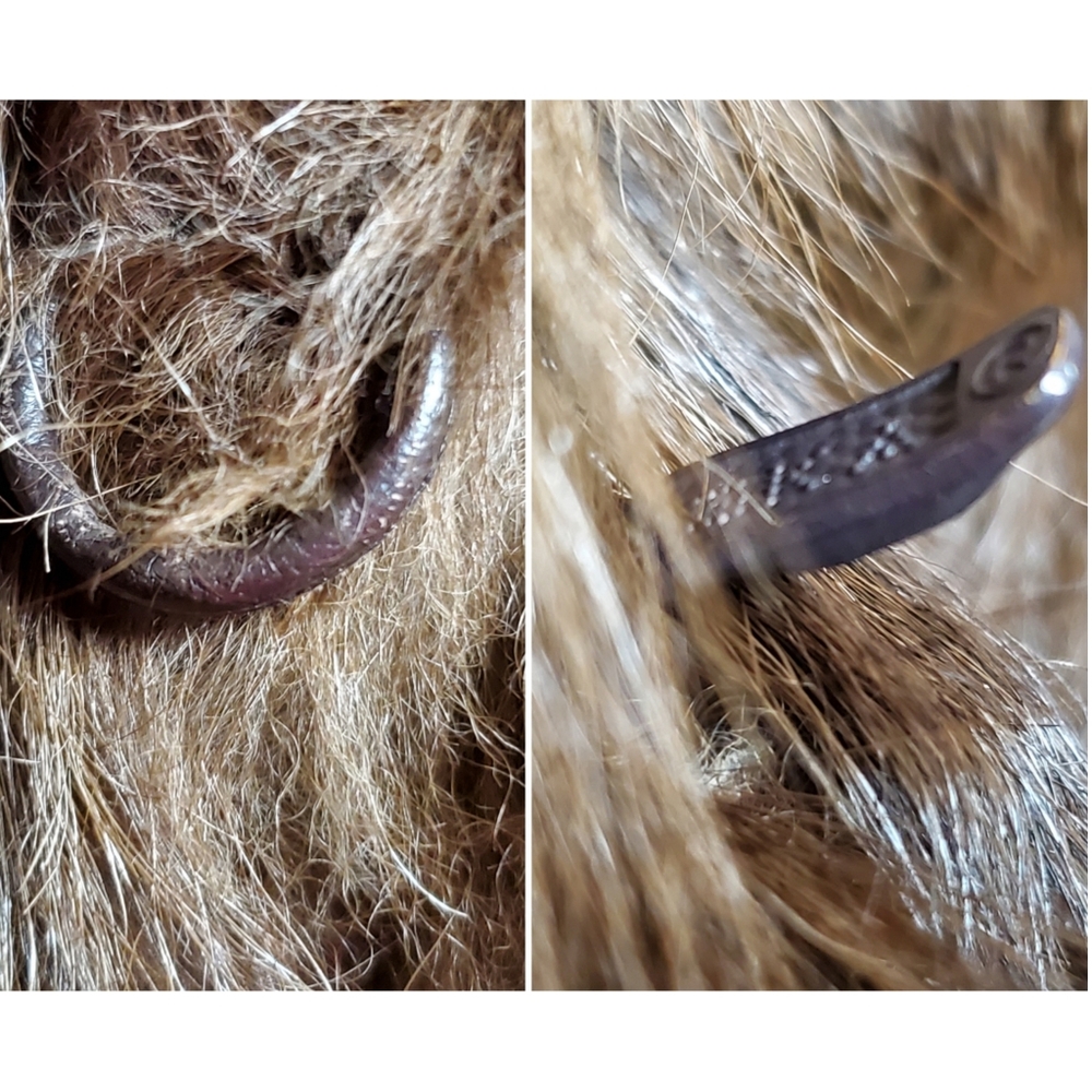 SOLD curly lamb fur coat - Picture 13 of 16